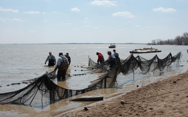 Fish gathering with nets on beach