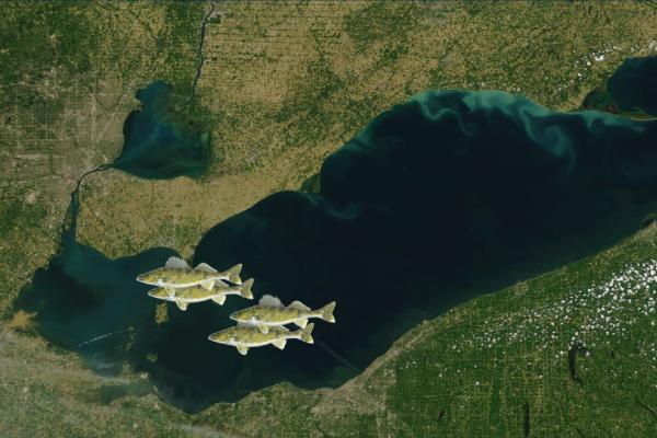 Image of walleye over aerial photo of Lake Erie