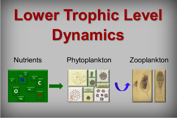 Lower Trophic Level Dynamics