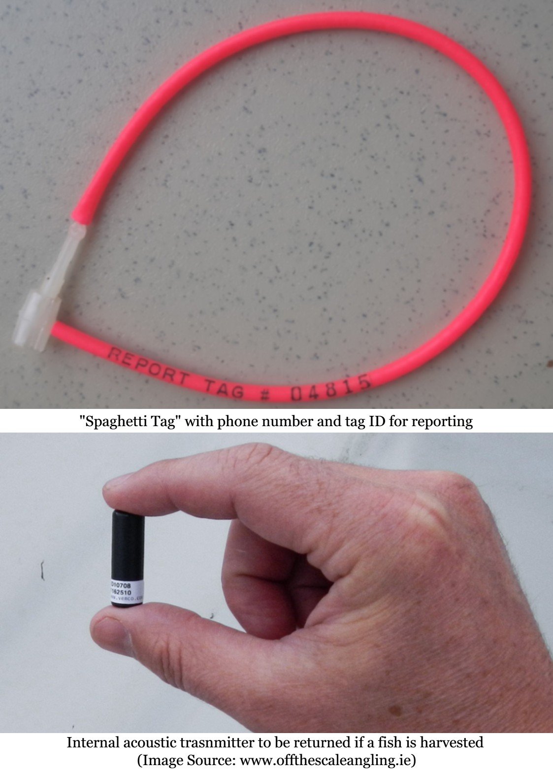 Top: External, pink "spaghetti" tag, Bottom: Internal black cylindrical acoustic transmitter