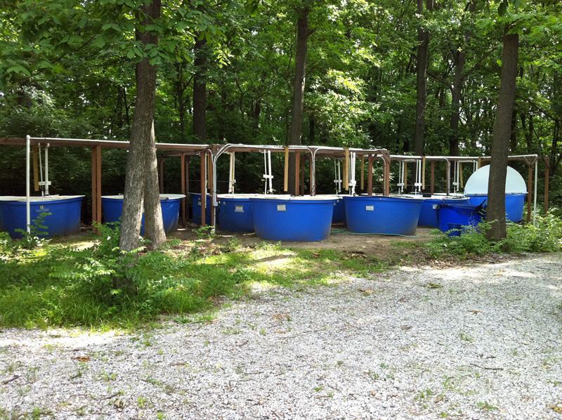 Large blue fish holding tanks among trees