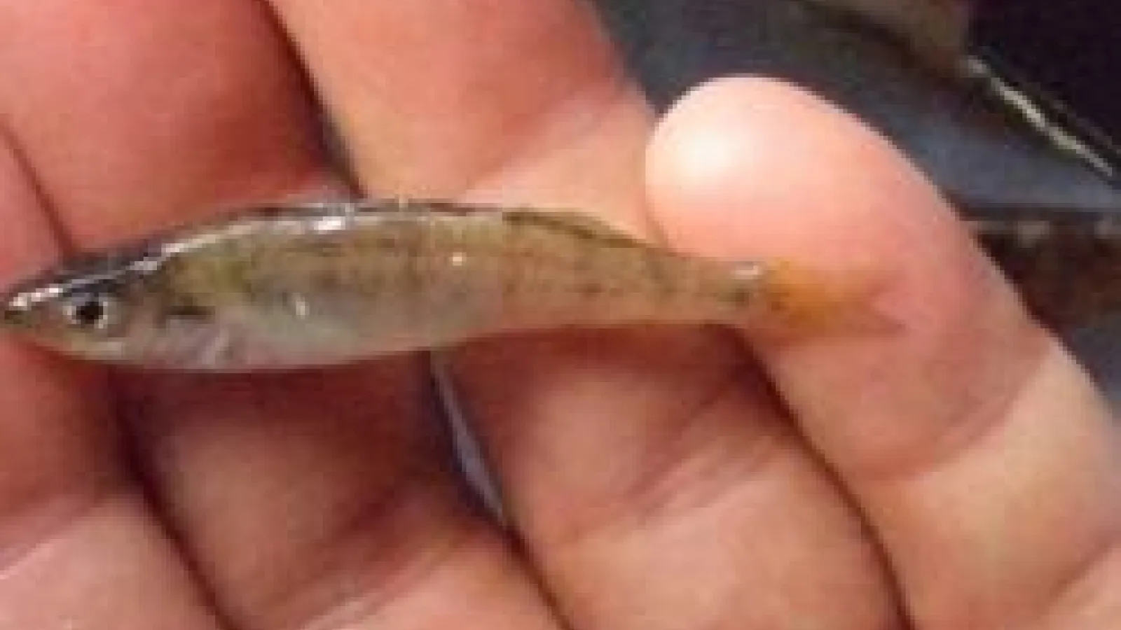 Young of year yellow perch in hand