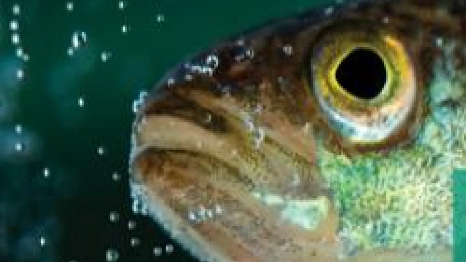 Close up of fish face