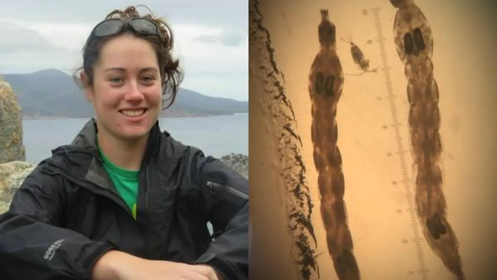 Becca Dillon (left) Chaoborus larvae magnified (right)