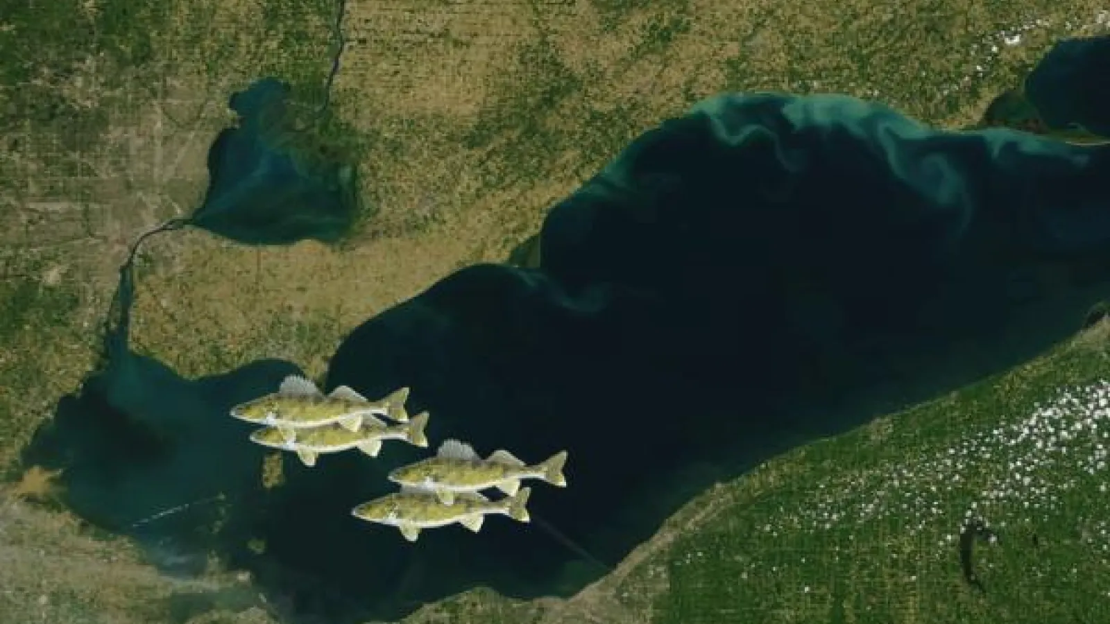 Image of walleye over aerial photo of Lake Erie