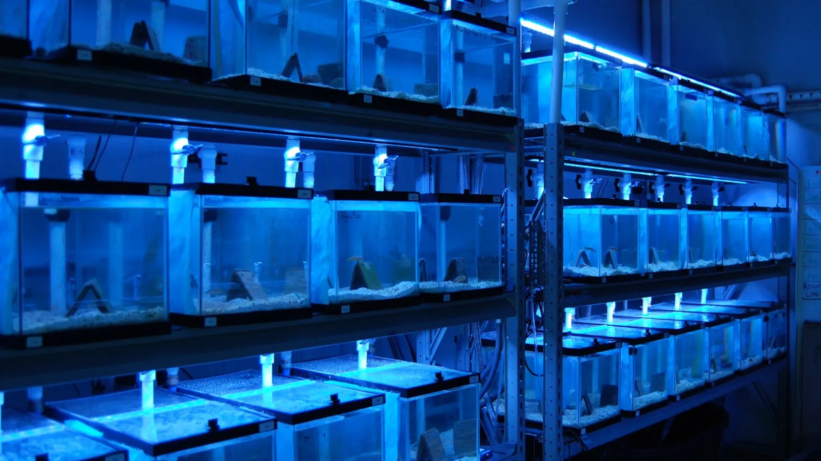 Experimental tanks in blue light