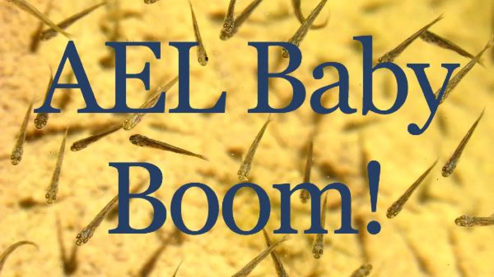 AEL Baby Boom with small fish in background