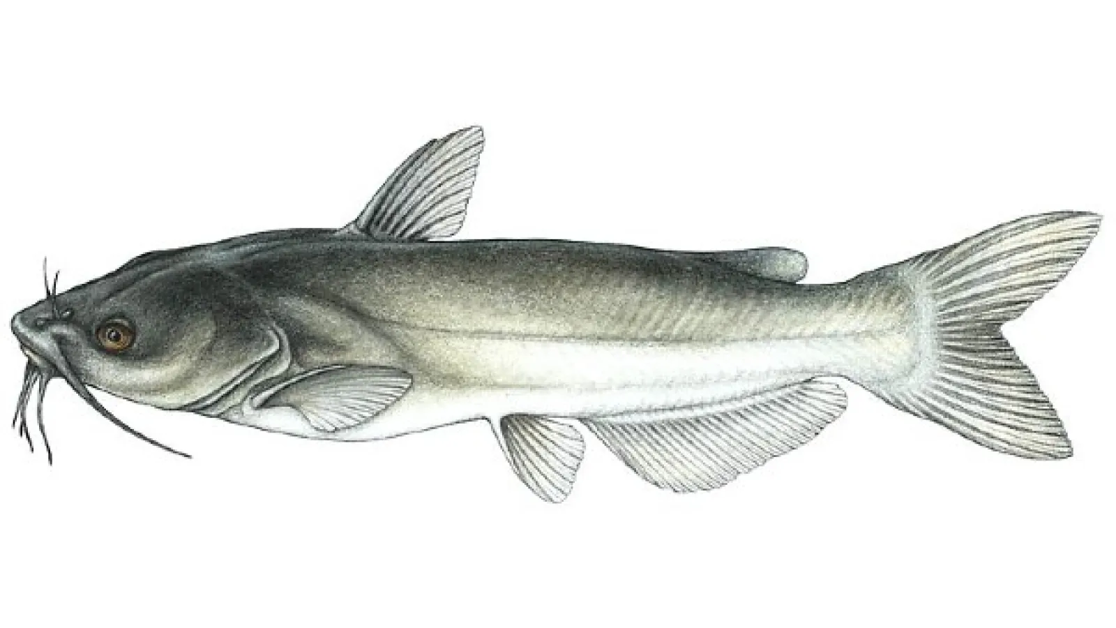 Channel Catfish