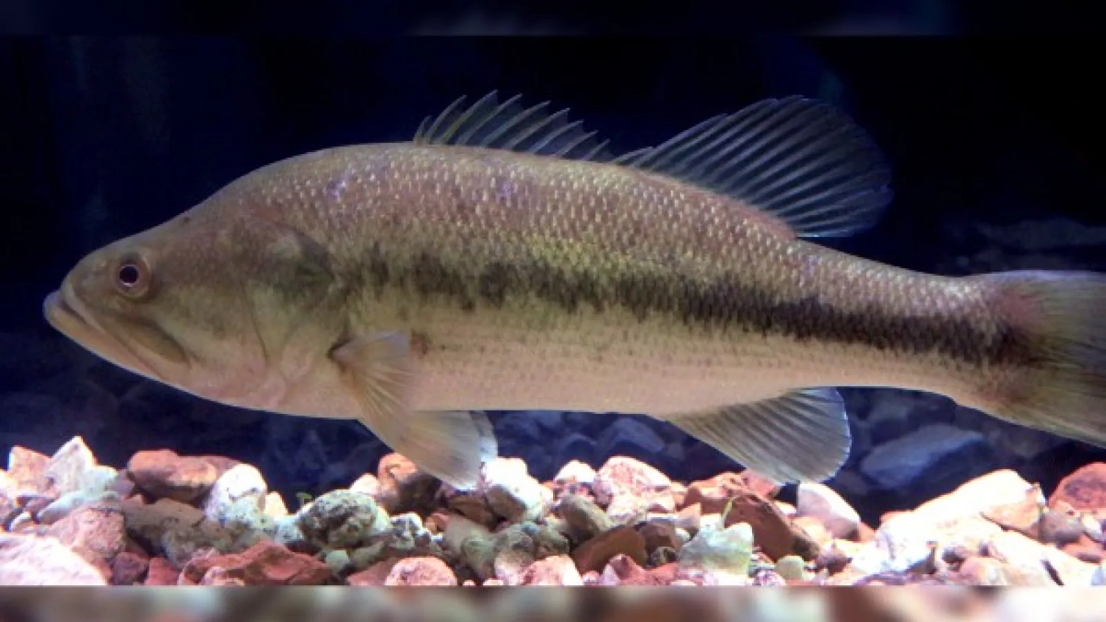 Largemouth Bass, credit: Wikimedia Commons