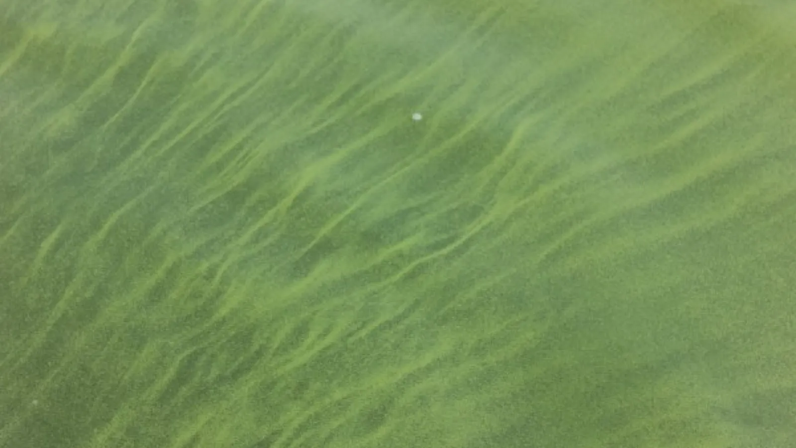 Algal bloom in Lake Erie