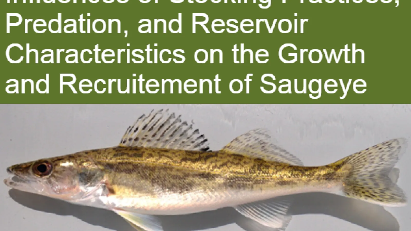Saugeye