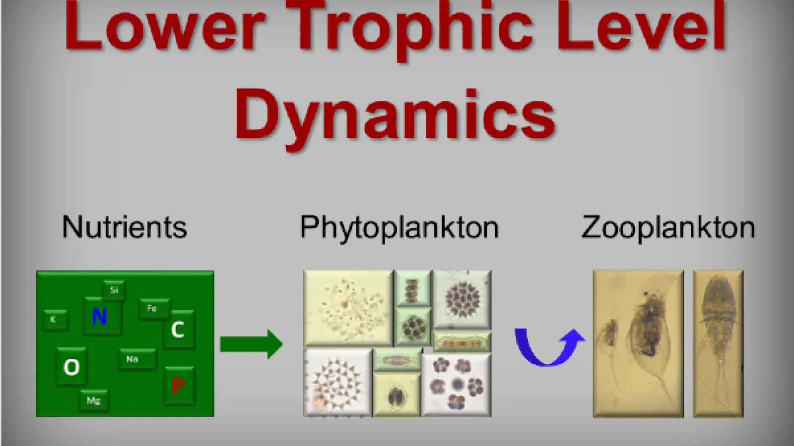 Lower Trophic Level Dynamics