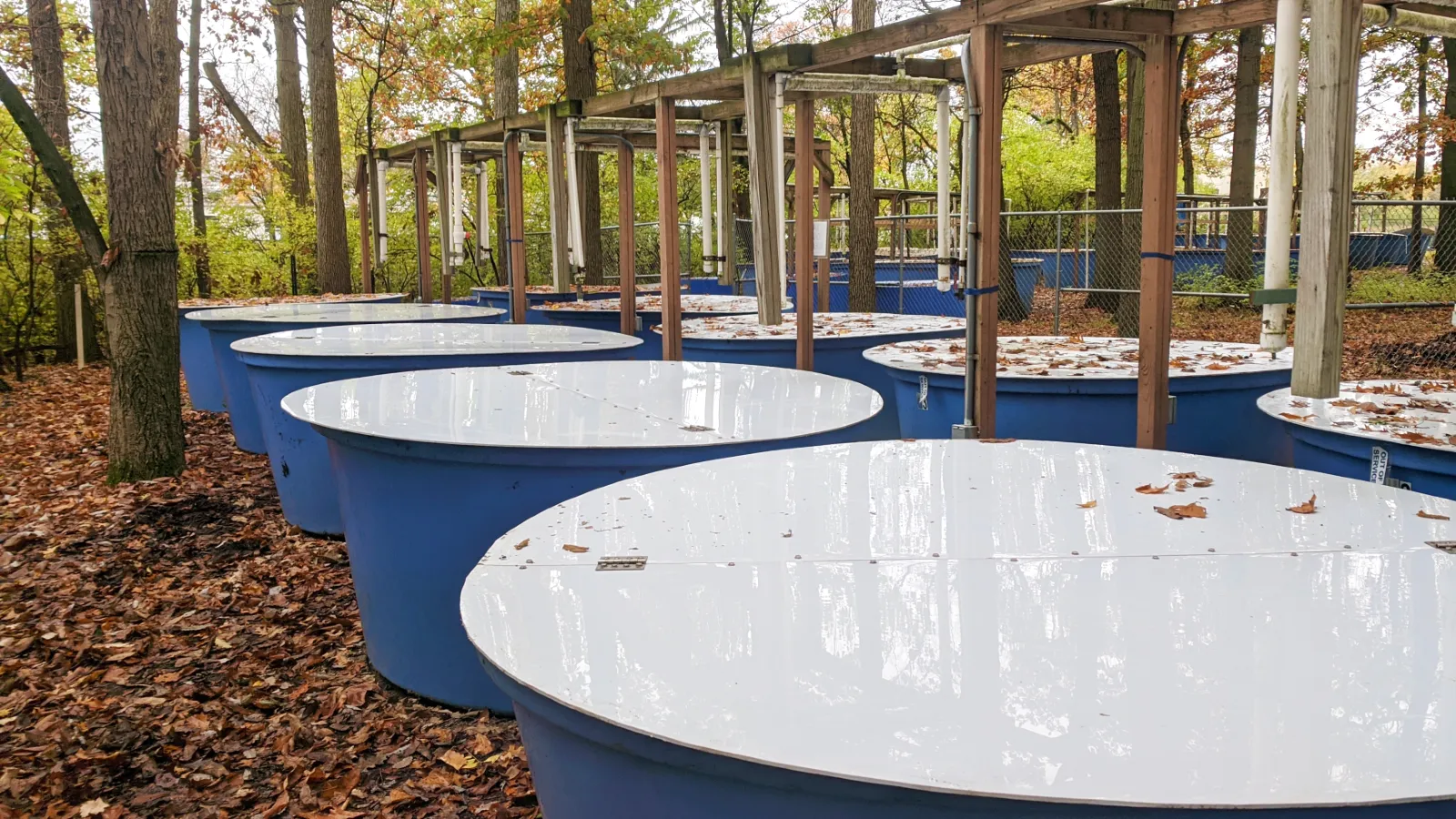 Pool Facility in fall