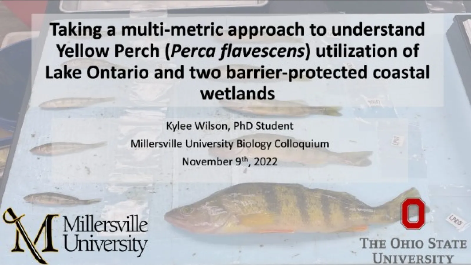 Cover slide for Kylee Wilson's talk