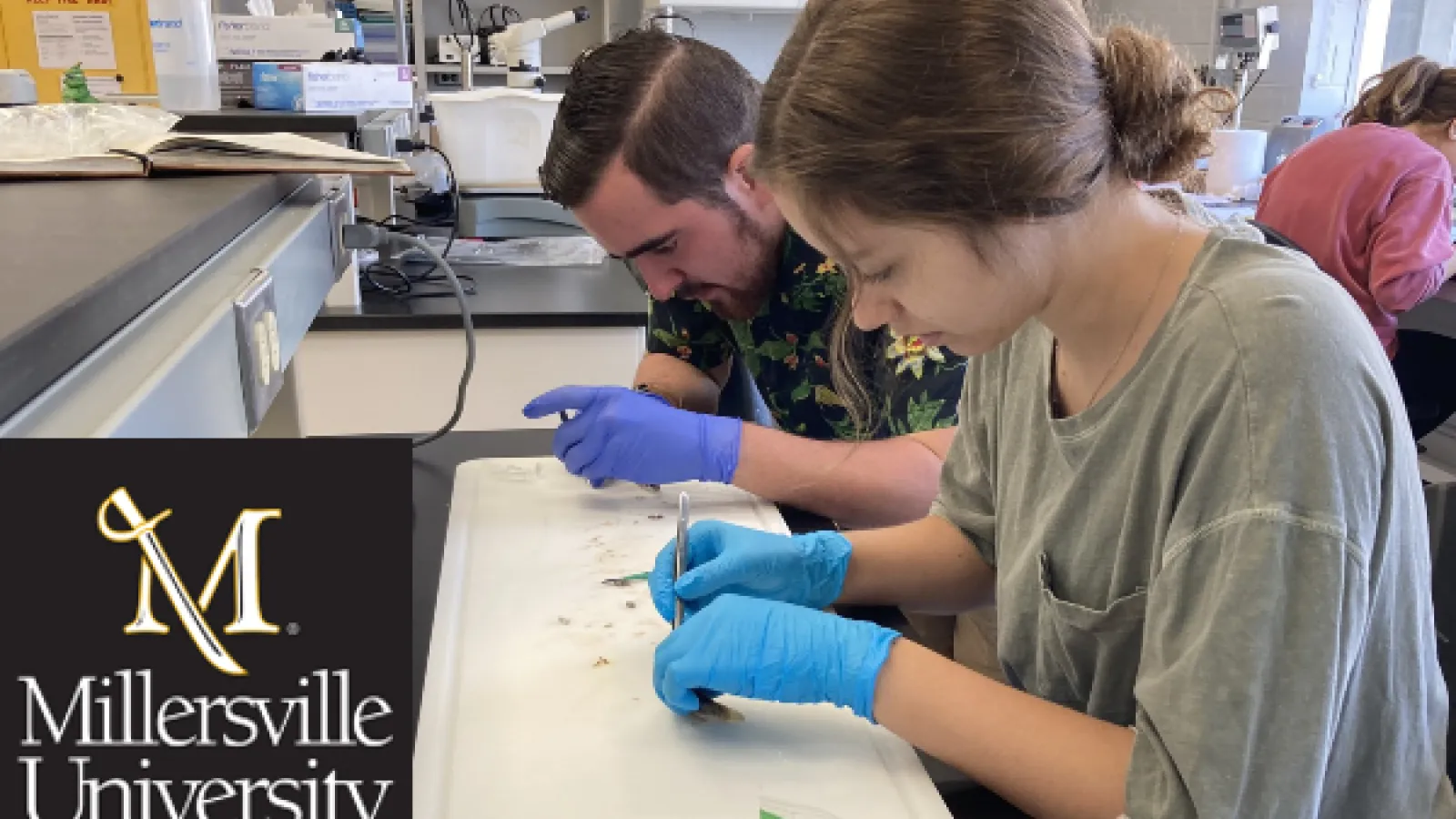 Millersville University logo, two students dissecting fish