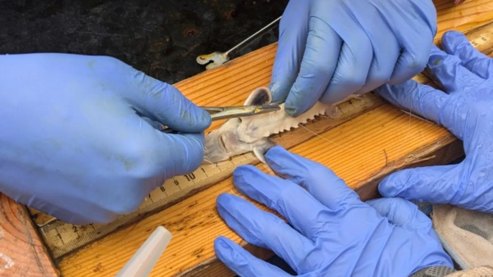 Gloved hands surgically implanting a tag into a small sturgeon on a wooden measuring board.