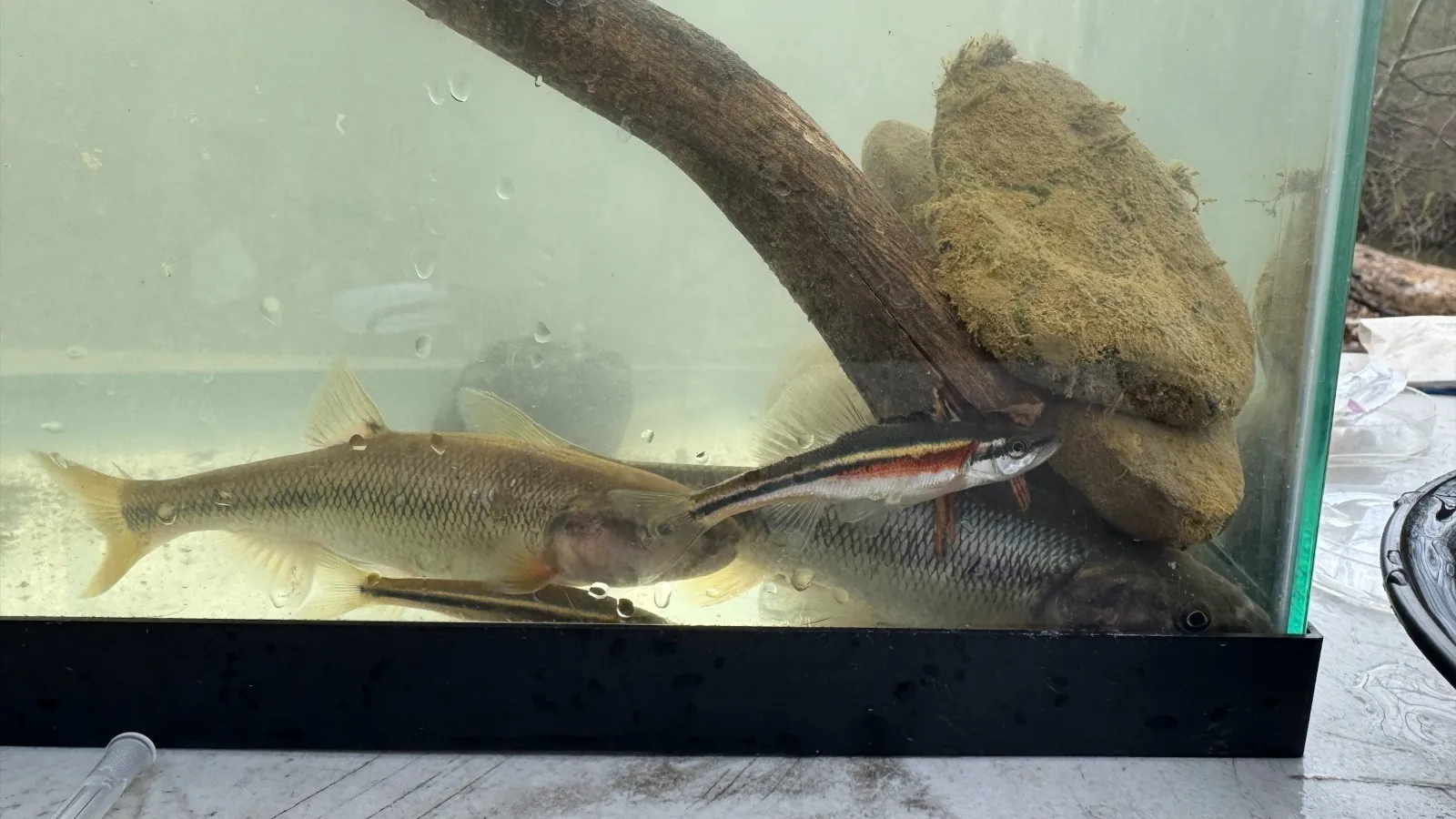 Stream fish in a tank