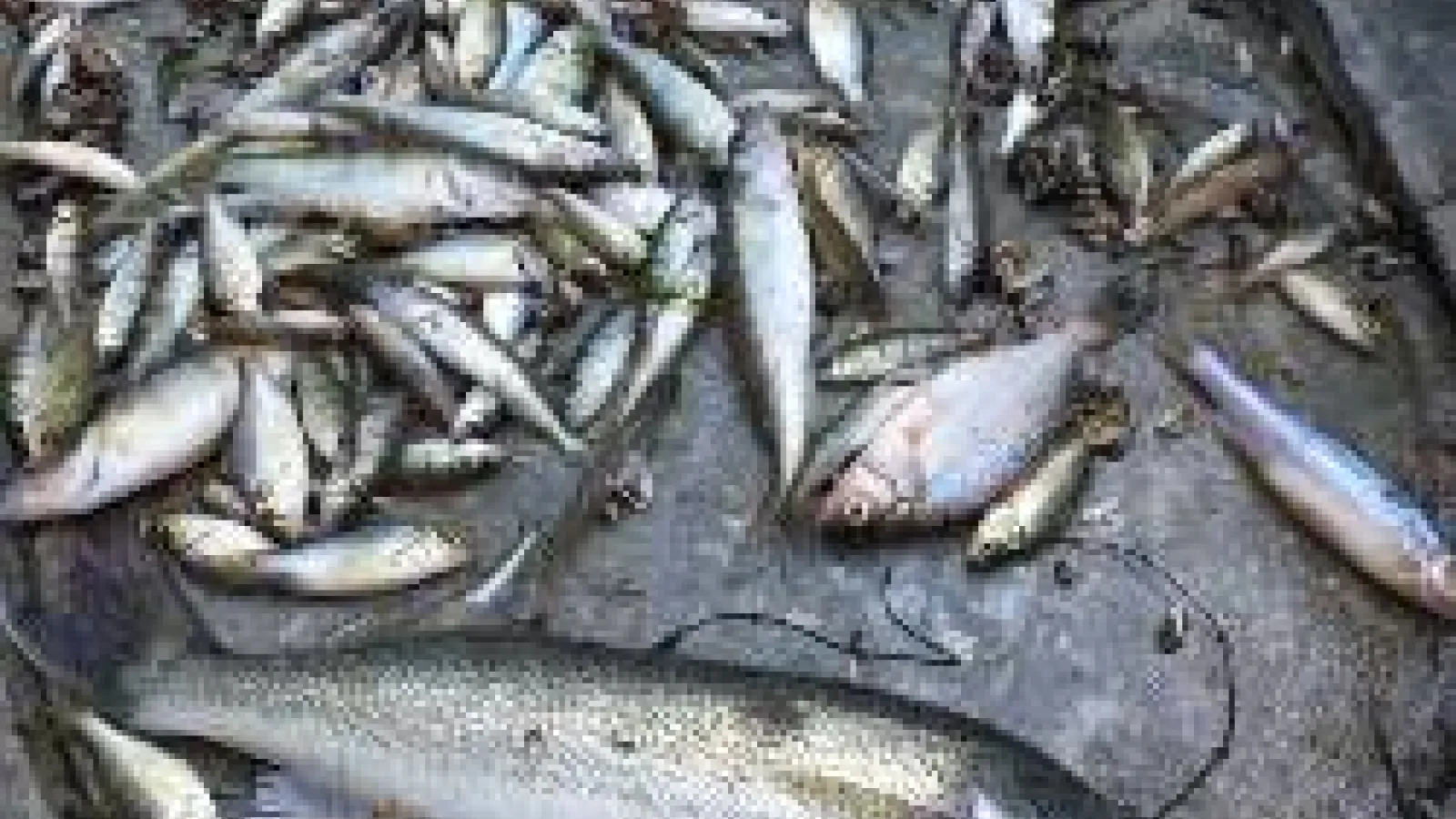 Variety of Lake Erie fishes in a metal trough