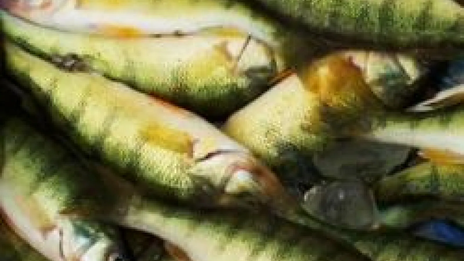 Yellow perch 