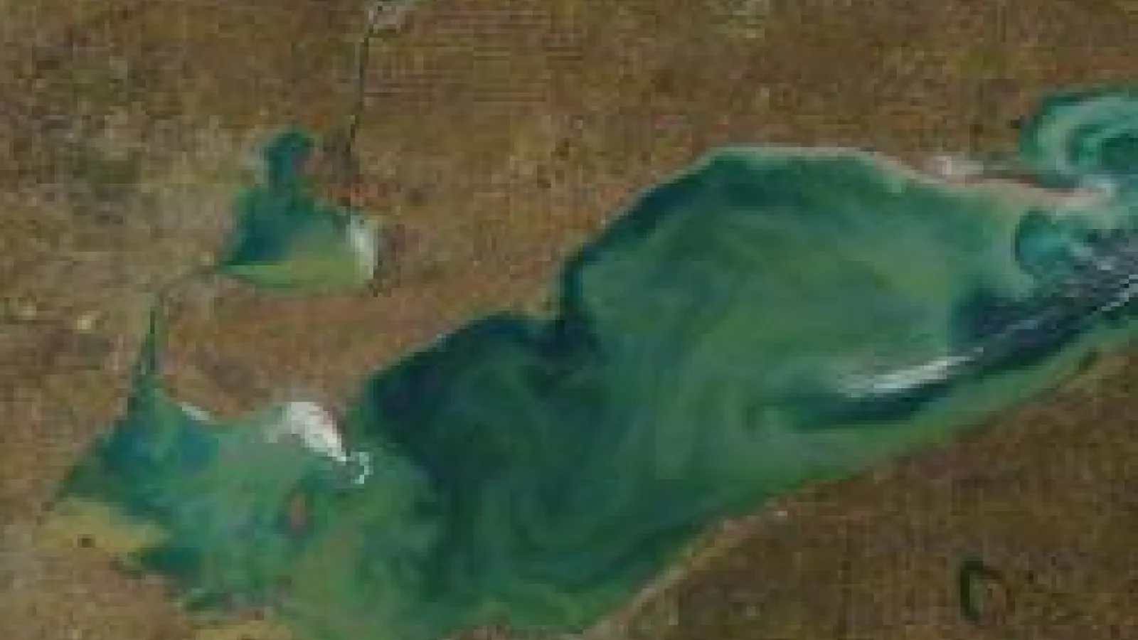 Satellite photo of Lake Erie with an active algal bloom