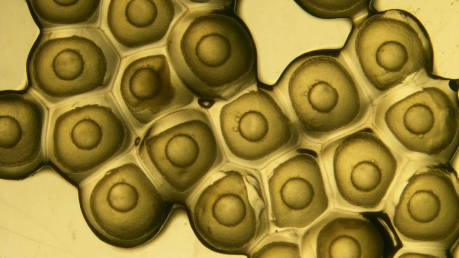 Yellow perch eggs