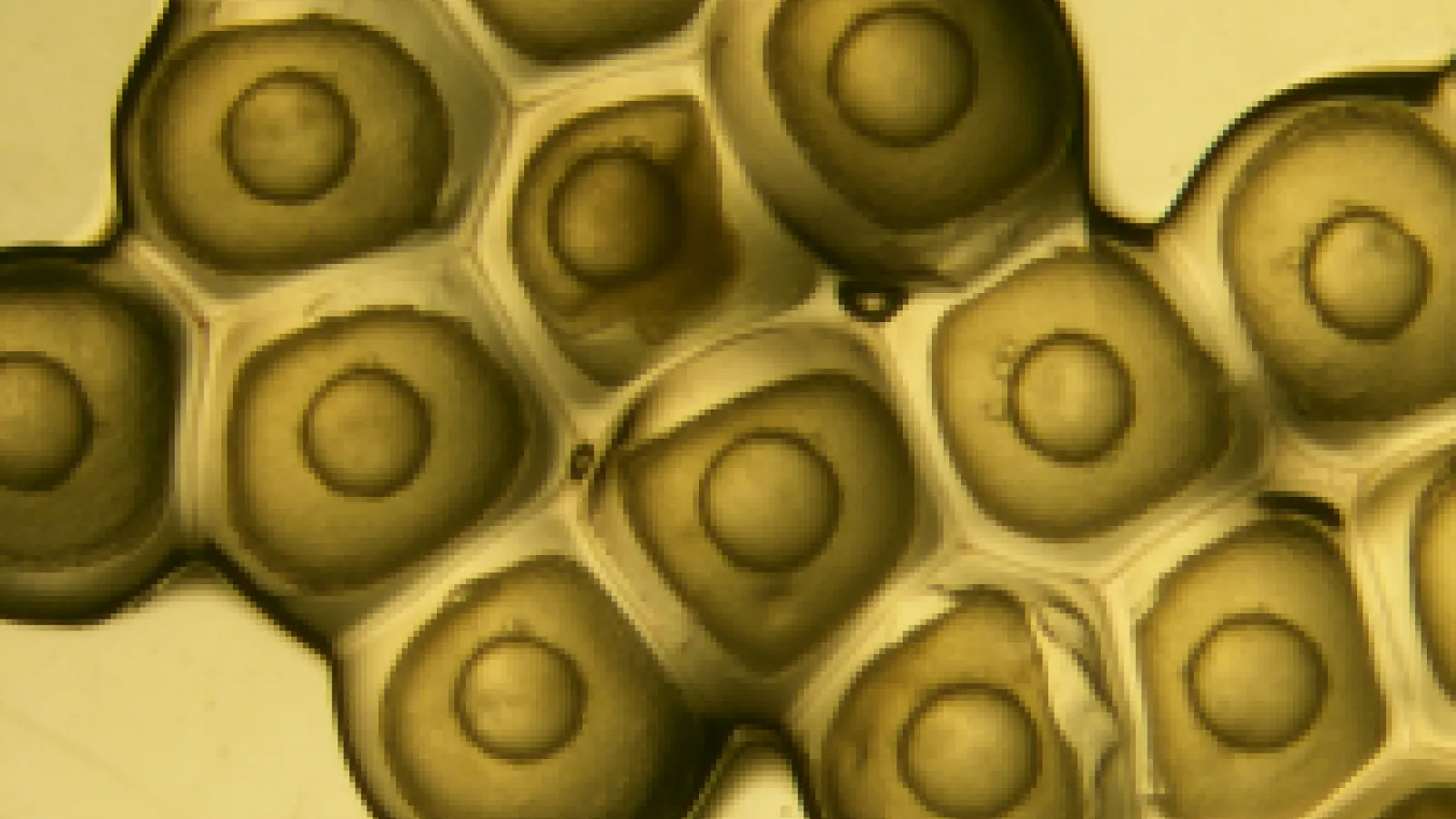fish eggs under magnification