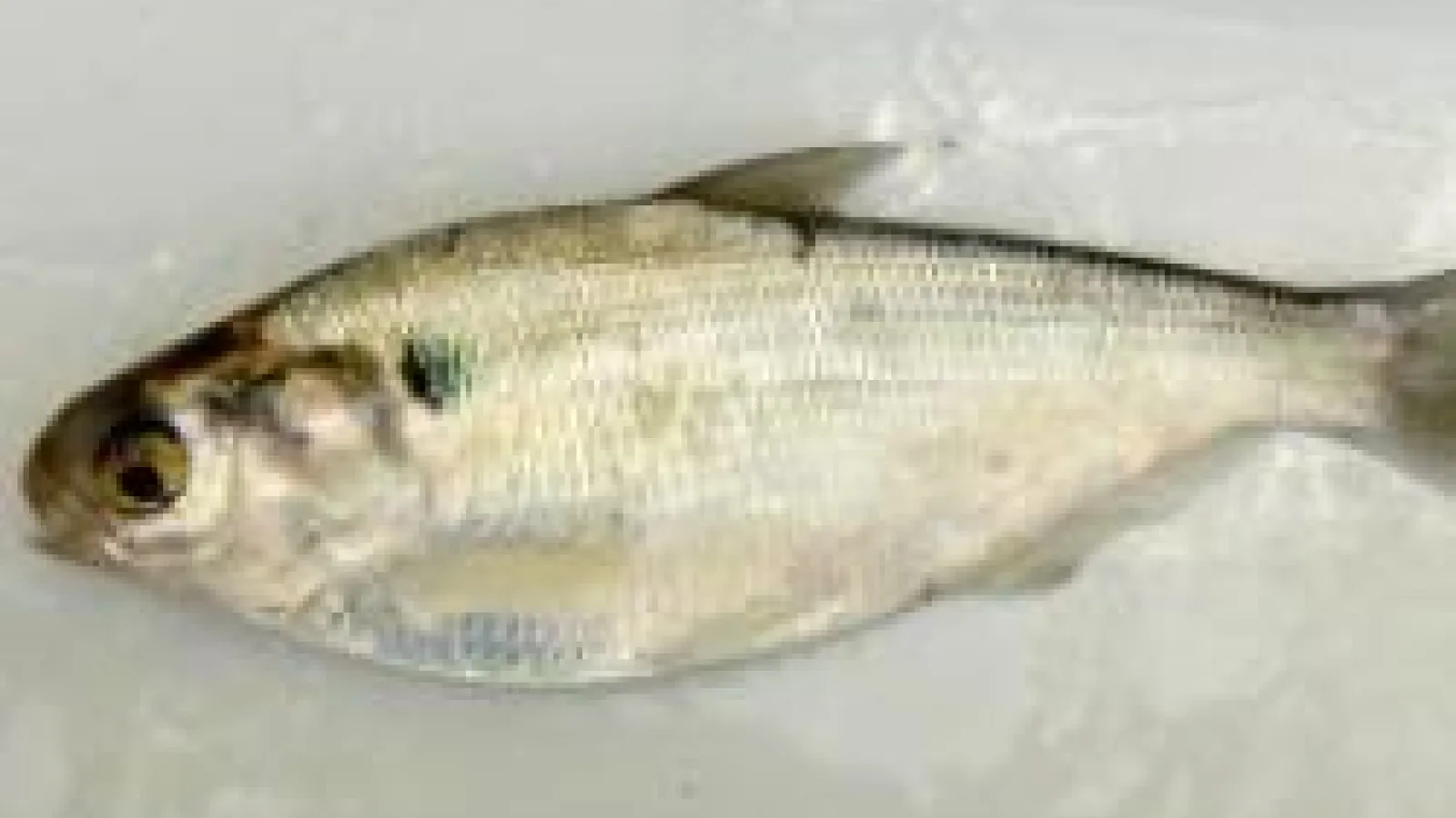 Gizzard Shad