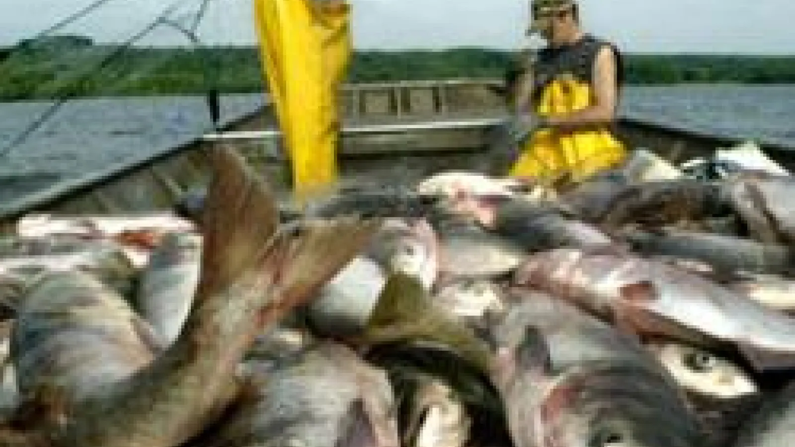 Boatful of Asian carp with two workers in yellow slickers 