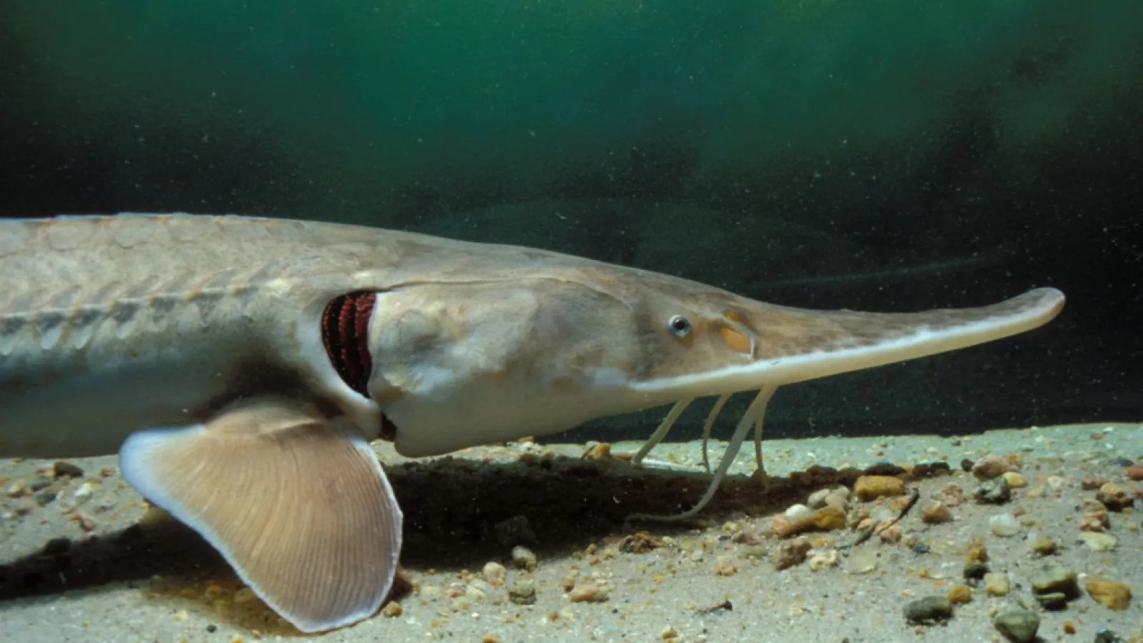 NEBRASKAland Magazine - Pallid Sturgeon