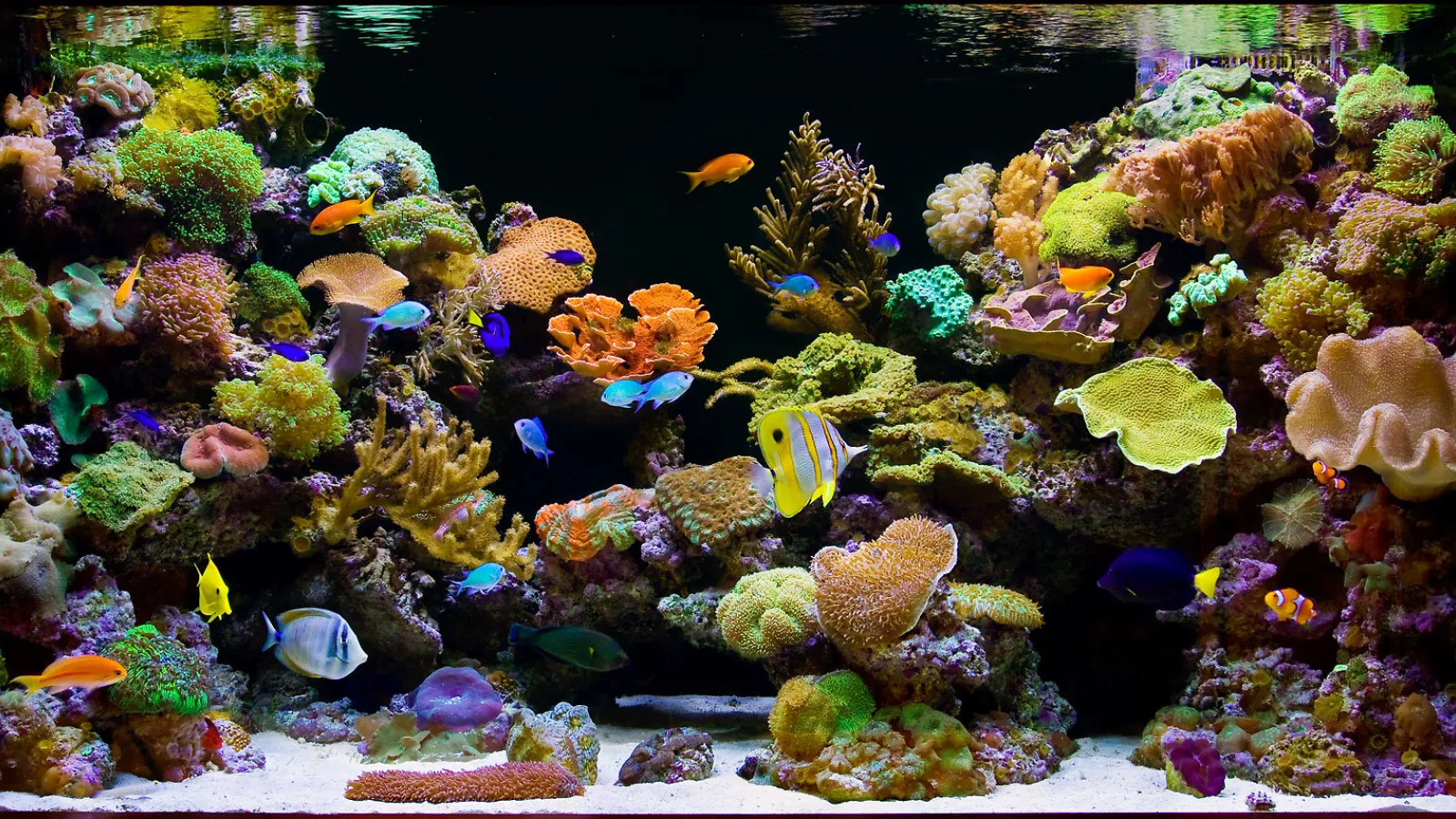 Aquarium aquaculture