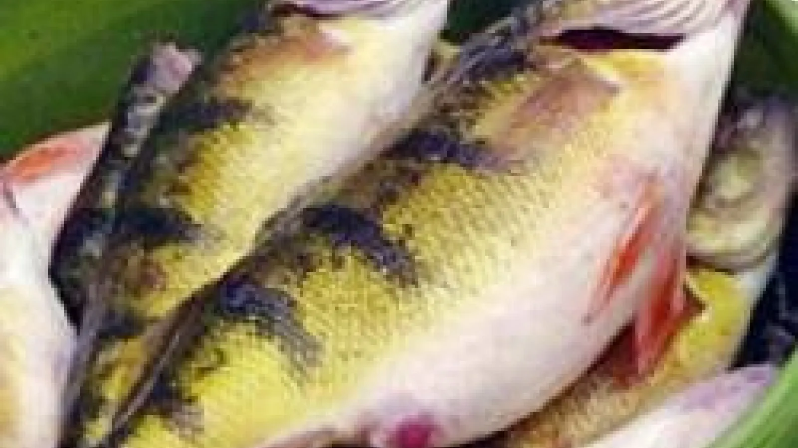 Yellow perch in a green bucket