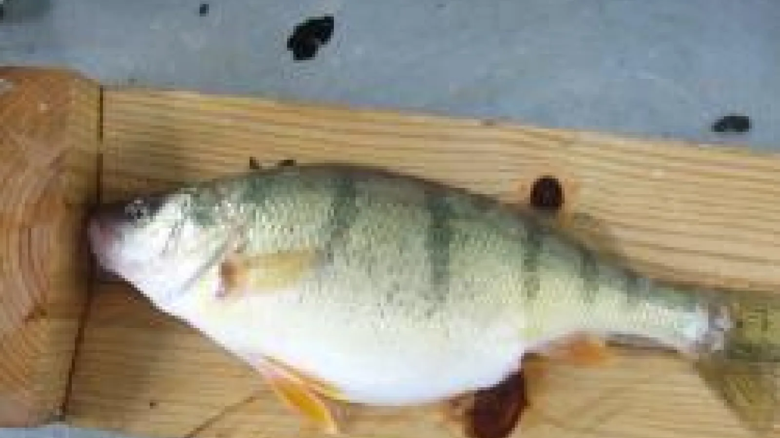 Heavily gravid yellow perch
