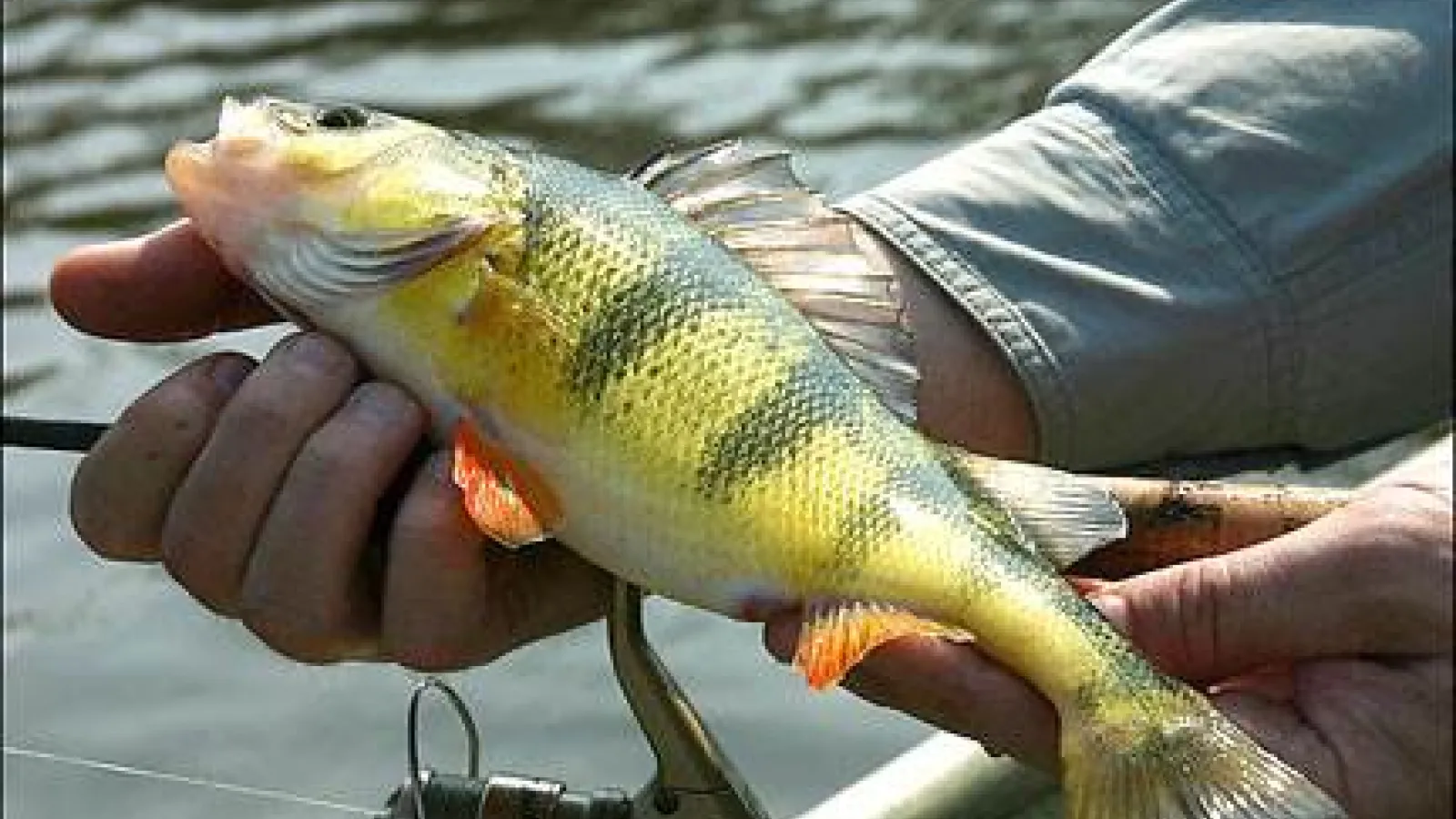 Yellow Perch (photo credit: pic2fly.com)