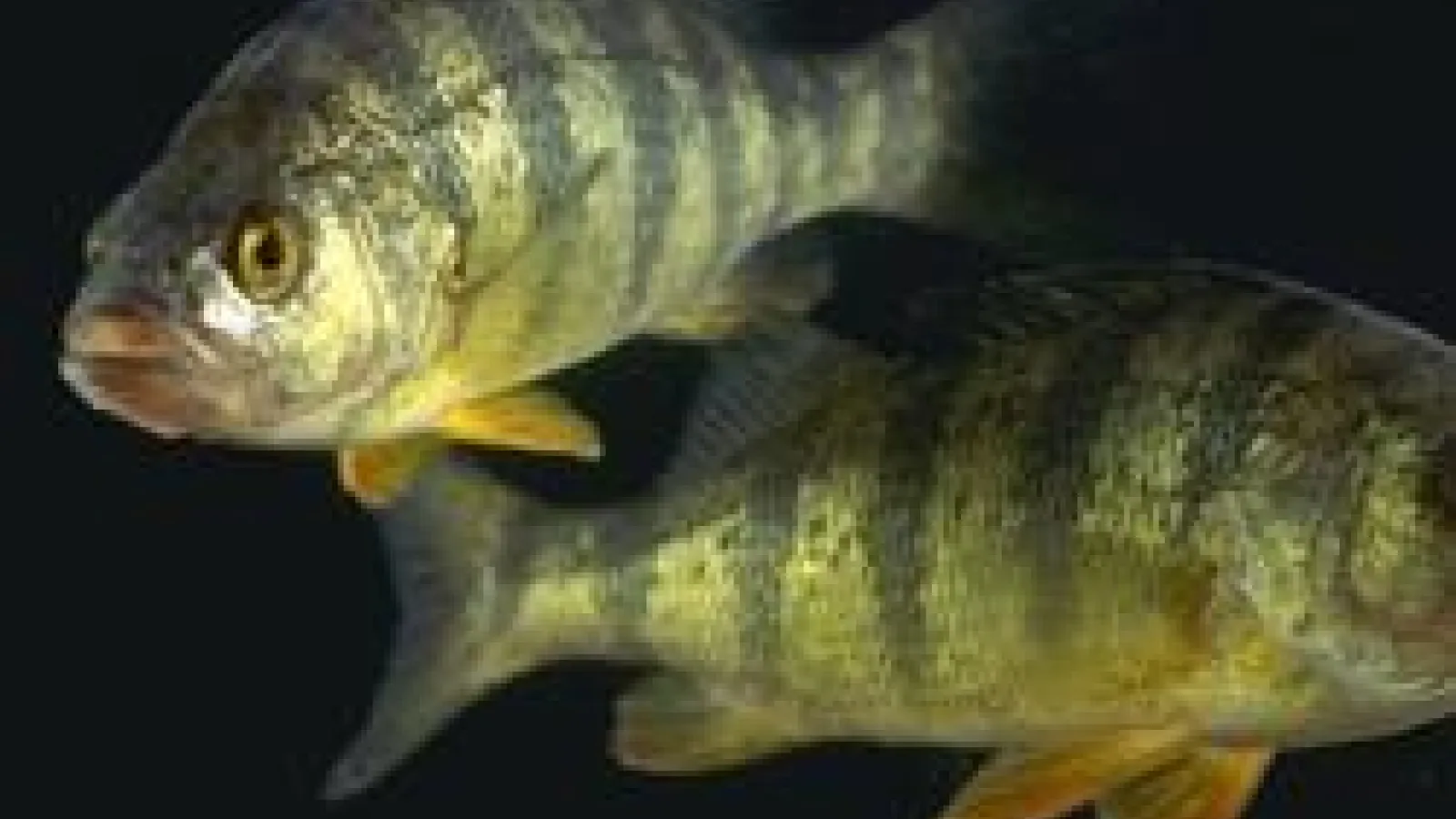 Two yellow perch in a tank