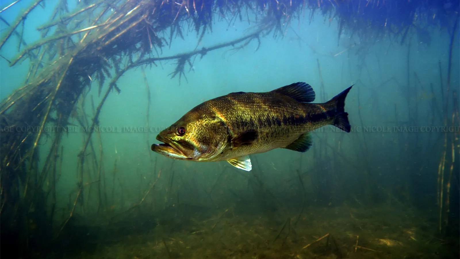 Black Bass