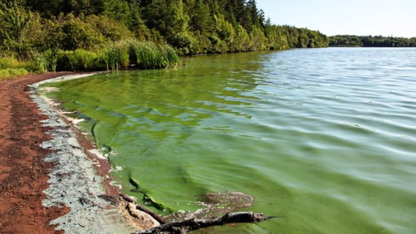 shore of forest with cyanotoxin filled water