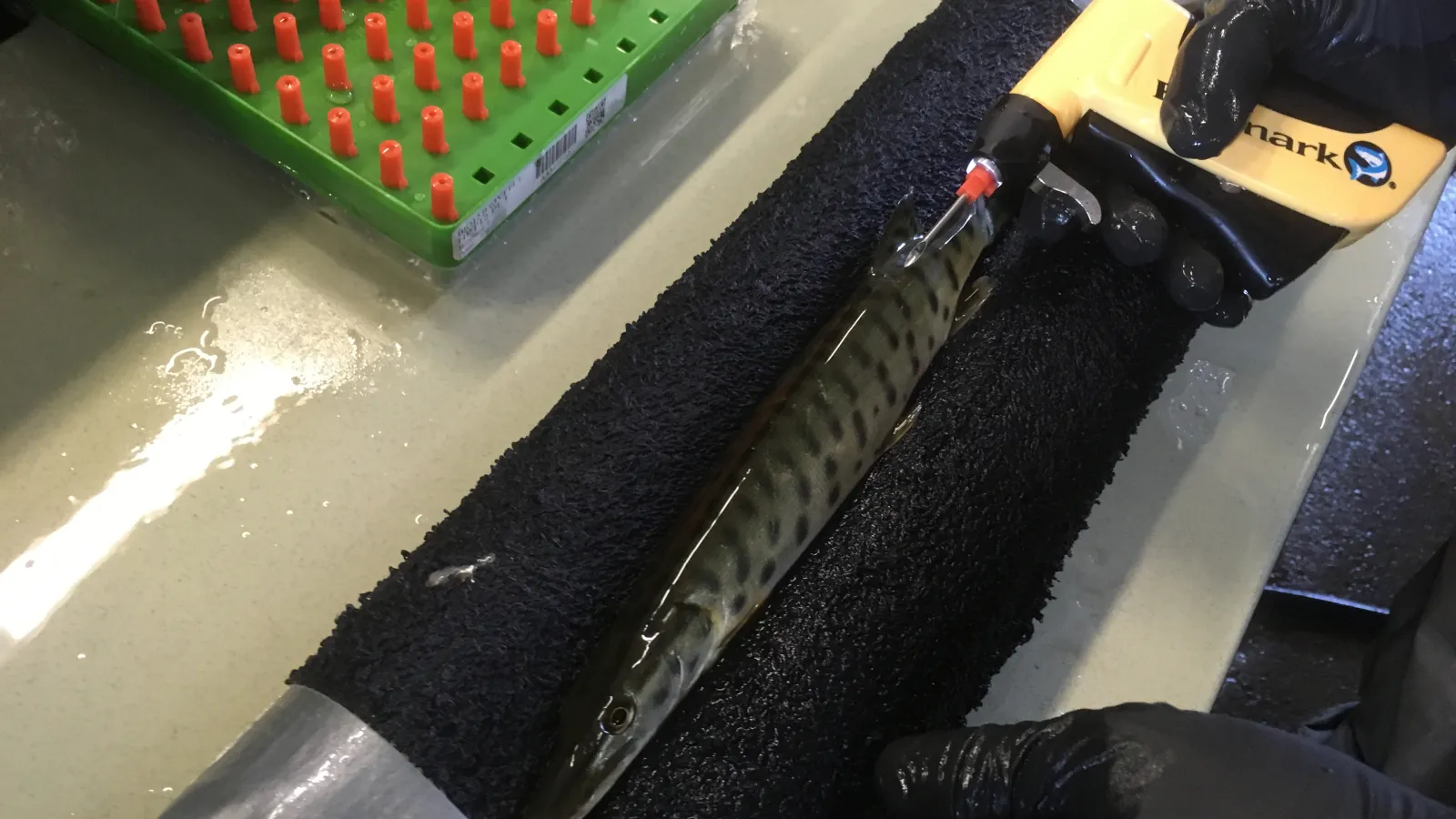 Juvenile muskie fish and tagging device