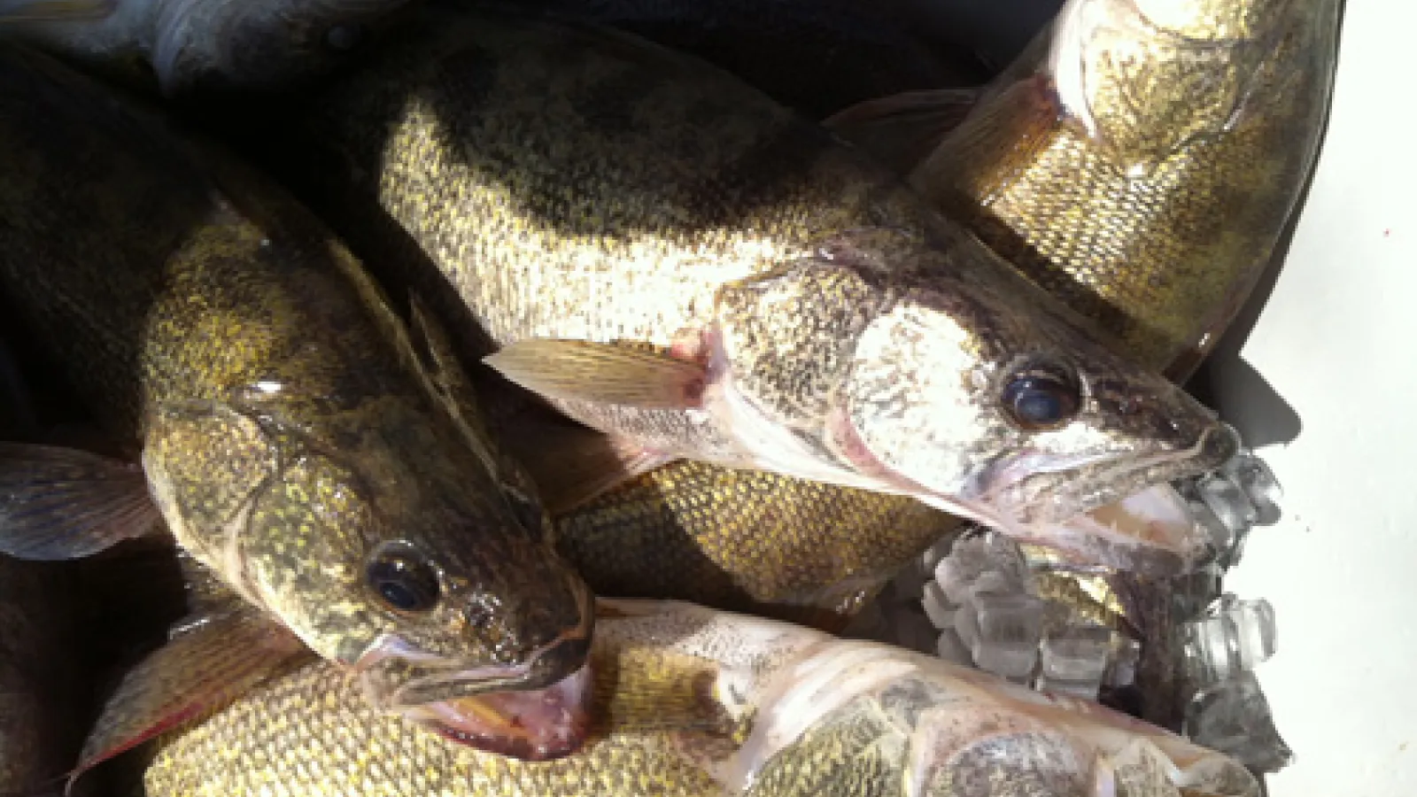 Pile of walleye