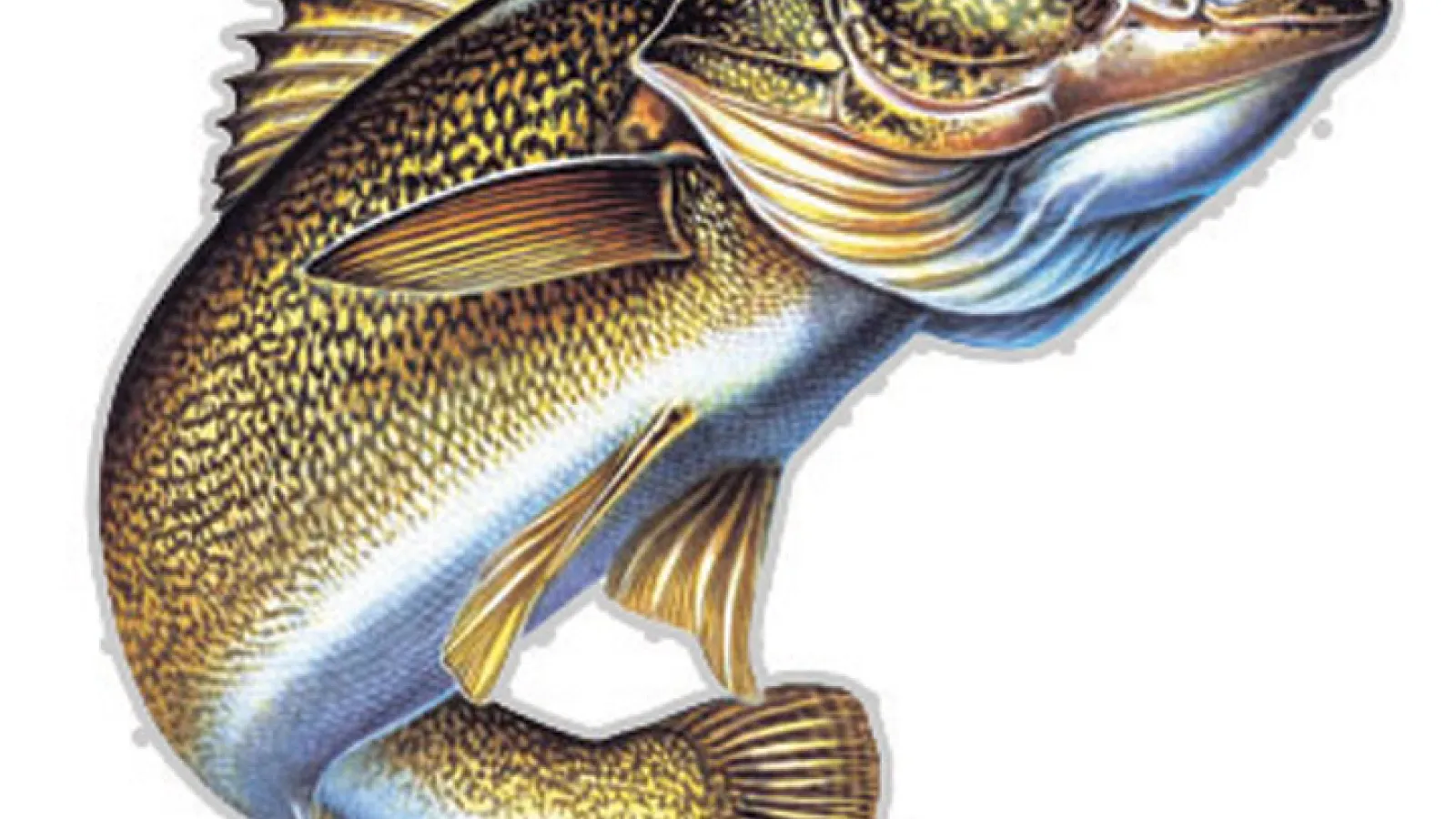 Walleye jumping