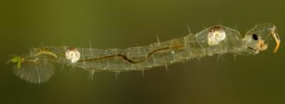 Chaoborus larva
