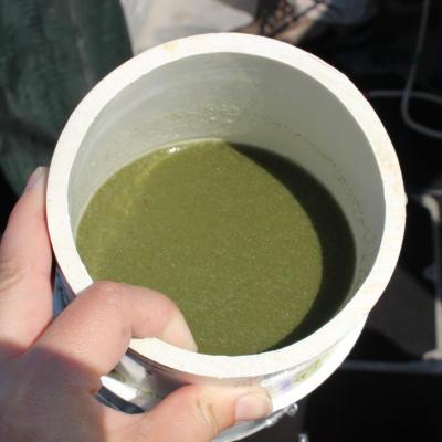 HAB season zooplankton tow being rinsed in a sieve cup