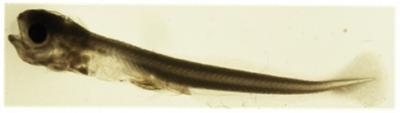 Walleye larva
