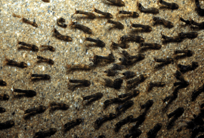 Black fly larvae