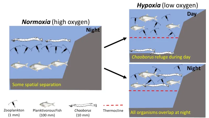 Diagram of overlap in organisms demonstrating hypothetical difference between normoxia and hypoxia