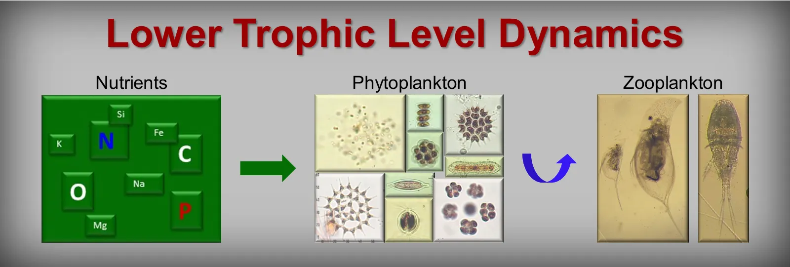 Lower Trophic Level Dynamics