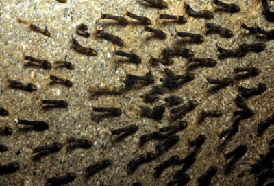 Black fly larvae