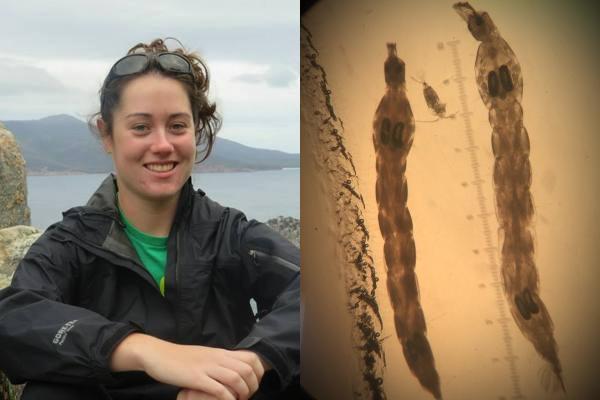 Becca Dillon (left) Chaoborus larvae magnified (right)