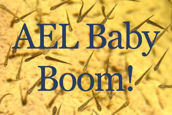 AEL Baby Boom with small fish in background