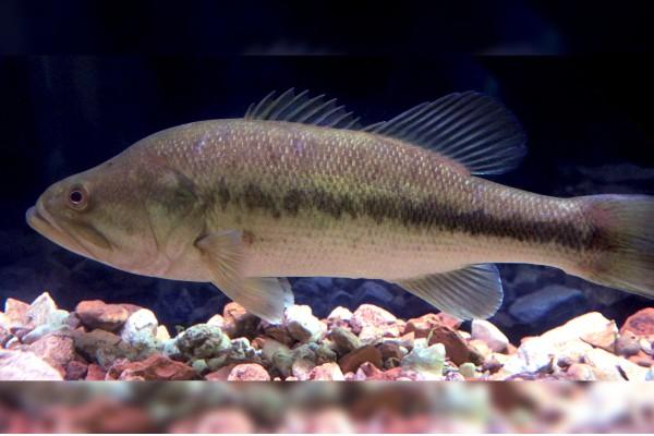 Largemouth Bass, wikimedia commons image