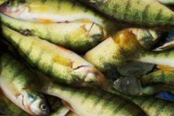 Yellow perch